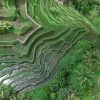 bali3