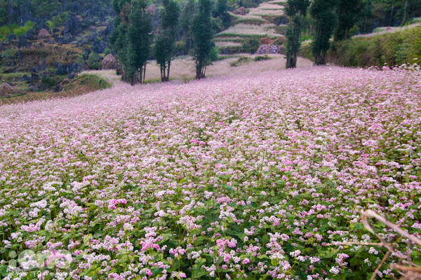 Hình ảnh có liên quan