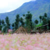 hoa tam giác mạch Hà Giang
